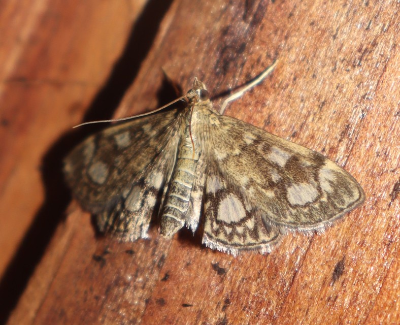 Anania coronata - koronás dudvamoly