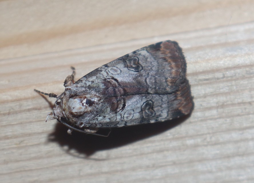 Epilecta linogrisea - karcsú sárgafűbagoly