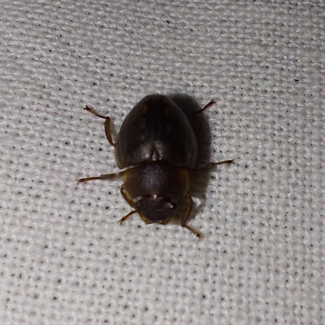 Spercheus emarginatus - ciripelő dajkacsibor