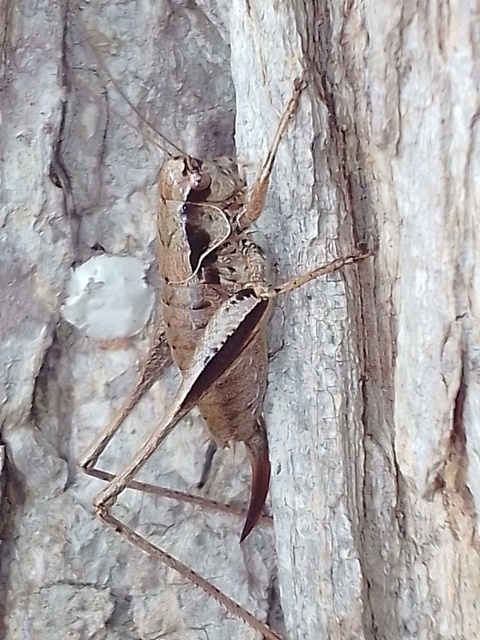 Pholidoptera griseoaptera - szürke avarszöcske
