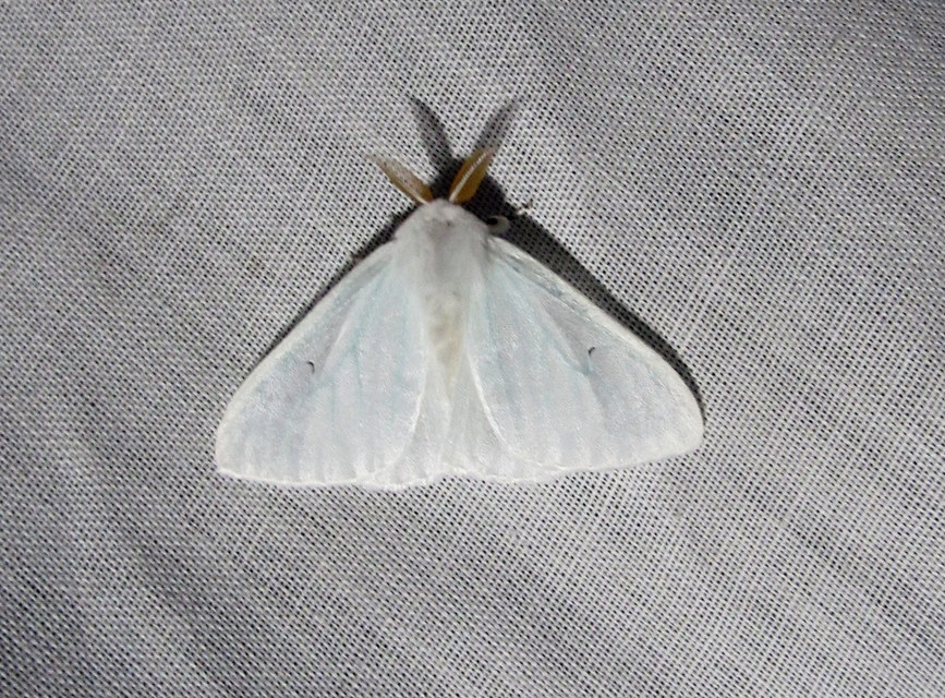 Arctornis l-nigrum - L-betűs gyapjaslepke