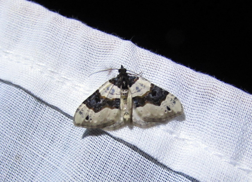 Cosmorhoe ocellata - szemes galajaraszoló