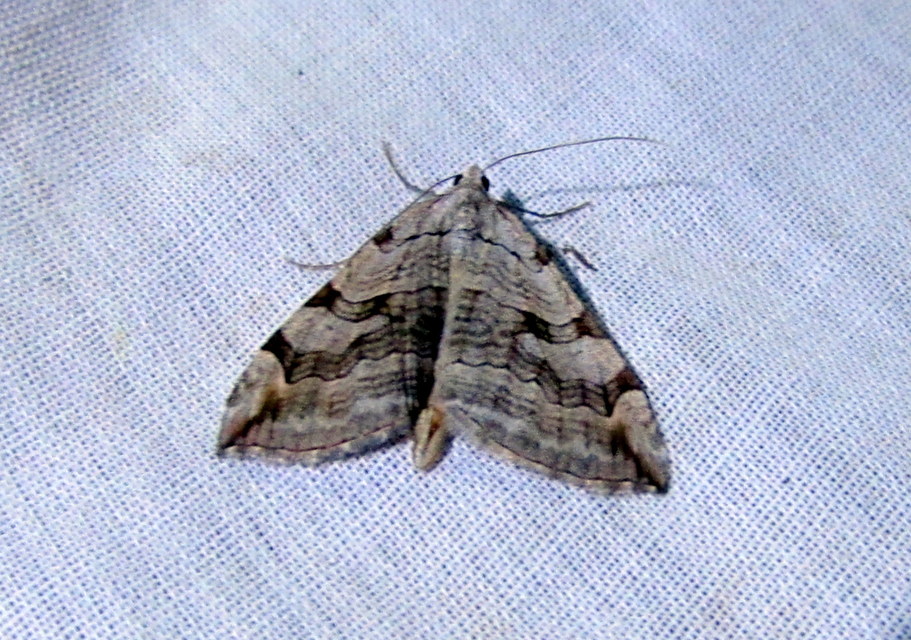 Aplocera plagiata - szürke csíkosaraszoló