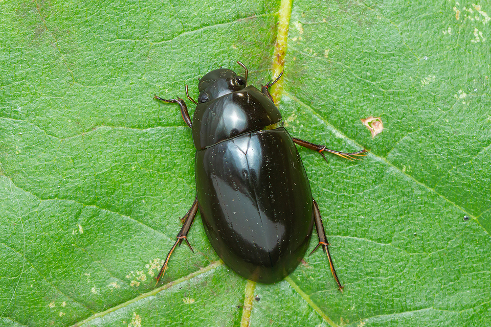 Hydrochara caraboides - kis csibor