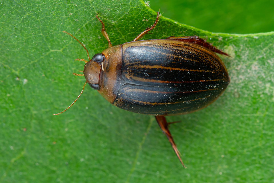 Hydaticus grammicus - déli mocsáricsíkbogár