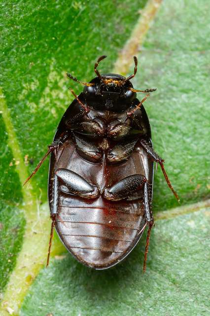 Limnoxenus niger - fekete csibor