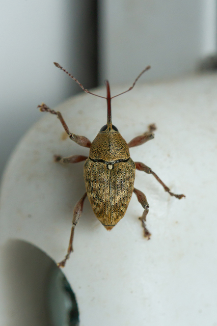 Curculio glandium - tölgymakkzsuzsóka