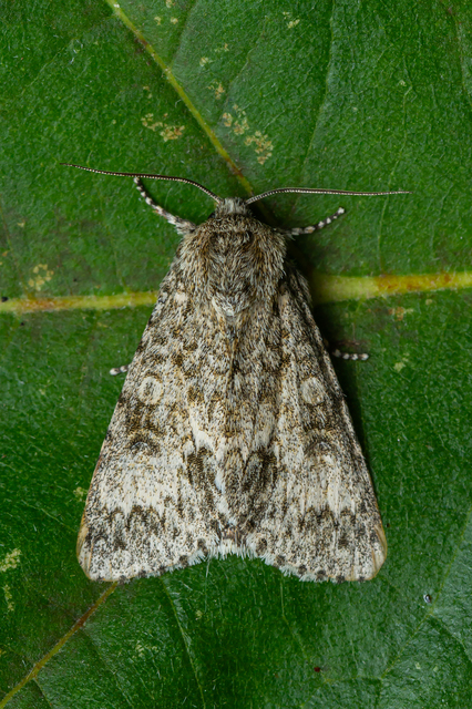 Acronicta megacephala - nagyfejű szigonyosbagoly
