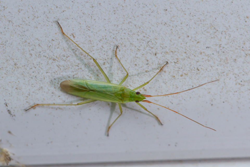 Trigonotylus