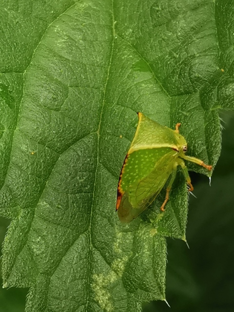 Stictocephala bisonia - bivalykabóca