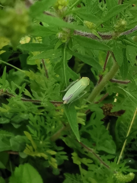 Cicadella viridis - méregzöld kabóca