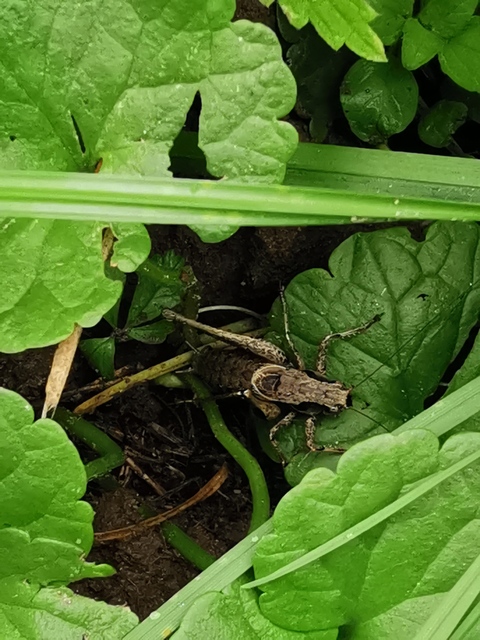 Pholidoptera griseoaptera - szürke avarszöcske