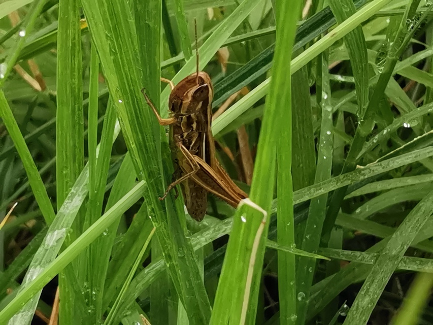 Euchorthippus declivus - rövidszárnyú rétisáska