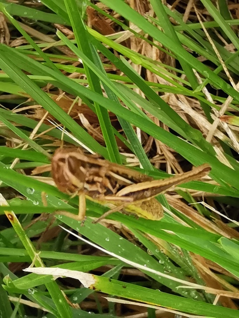 Euchorthippus declivus - rövidszárnyú rétisáska