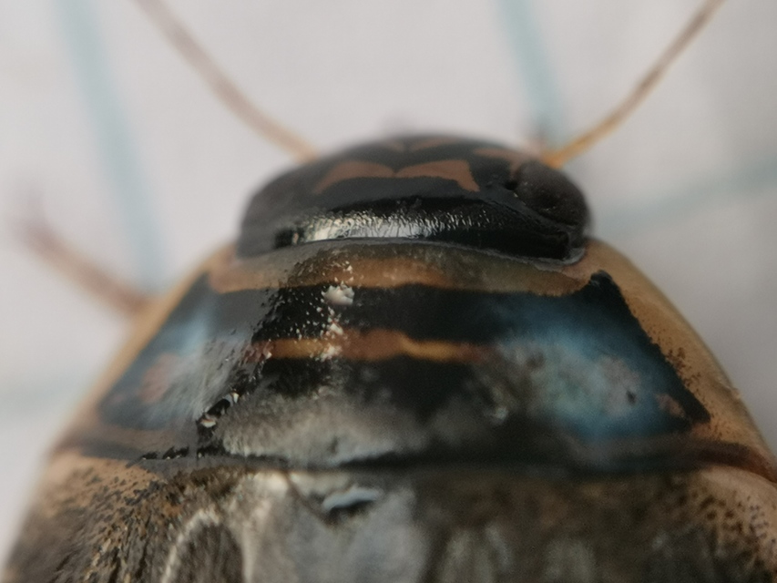 Acilius sulcatus - gyűrűscombú barázdáscsíkbogár