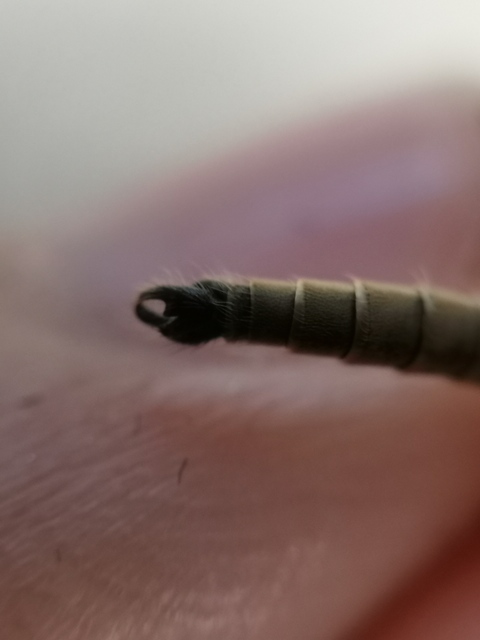 Philonicus albiceps