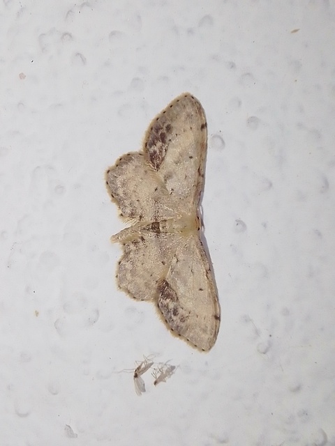 Idaea dimidiata - gyakori apróaraszoló