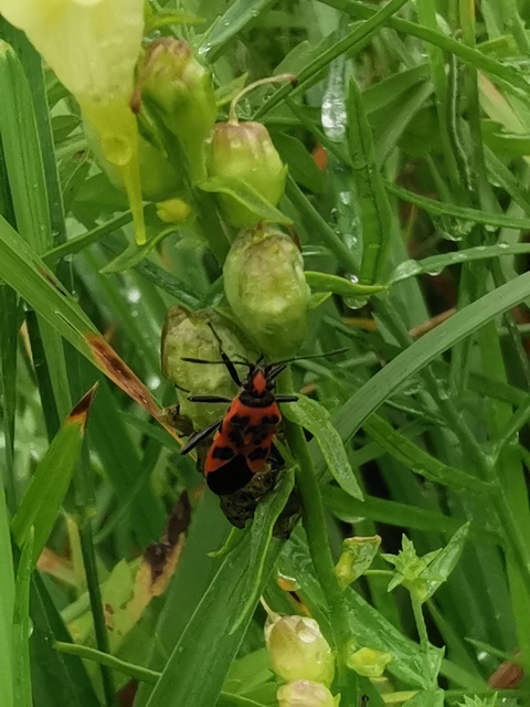 Corizus hyoscyami - piros karimáspoloska