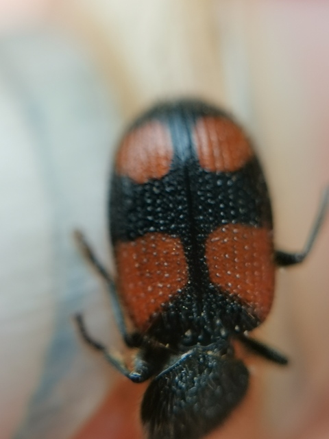 Panagaeus bipustulatus - kis keresztesfutó