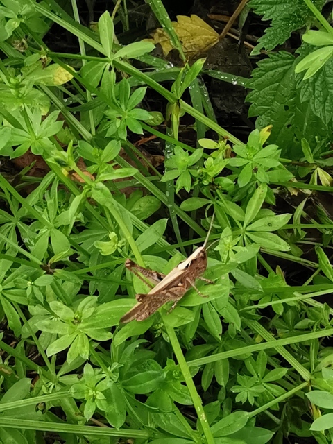Chorthippus (Glyptobothrus) (subgenus)