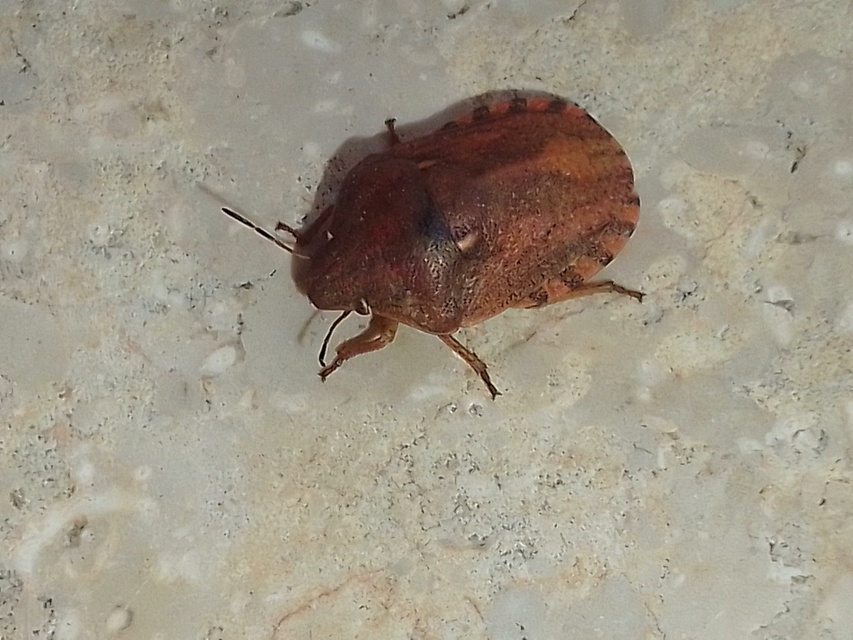 Eurygaster Eurygaster