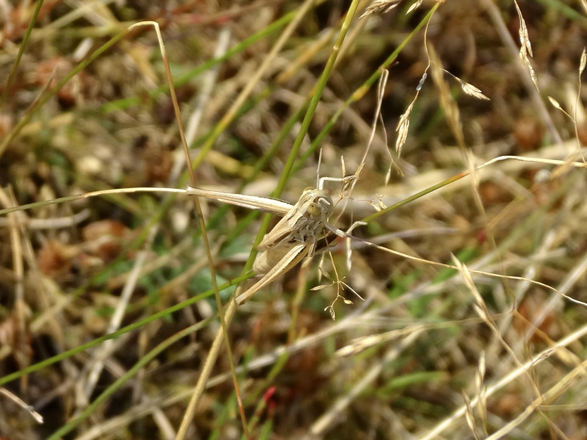 Euchorthippus
