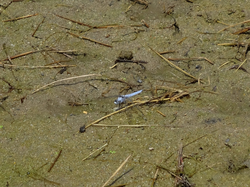 Orthetrum brunneum - pataki pásztorszitakötő