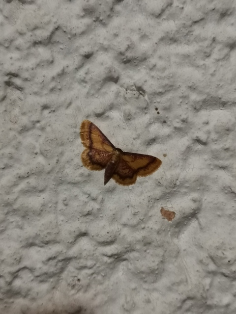 Idaea muricata - mocsári pirosaraszoló