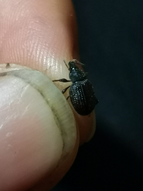 Otiorhynchus rugosostriatus - szamóca-gyalogormányos