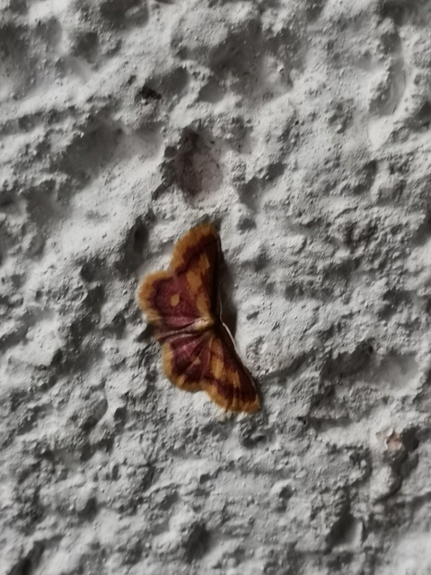 Idaea muricata - mocsári pirosaraszoló