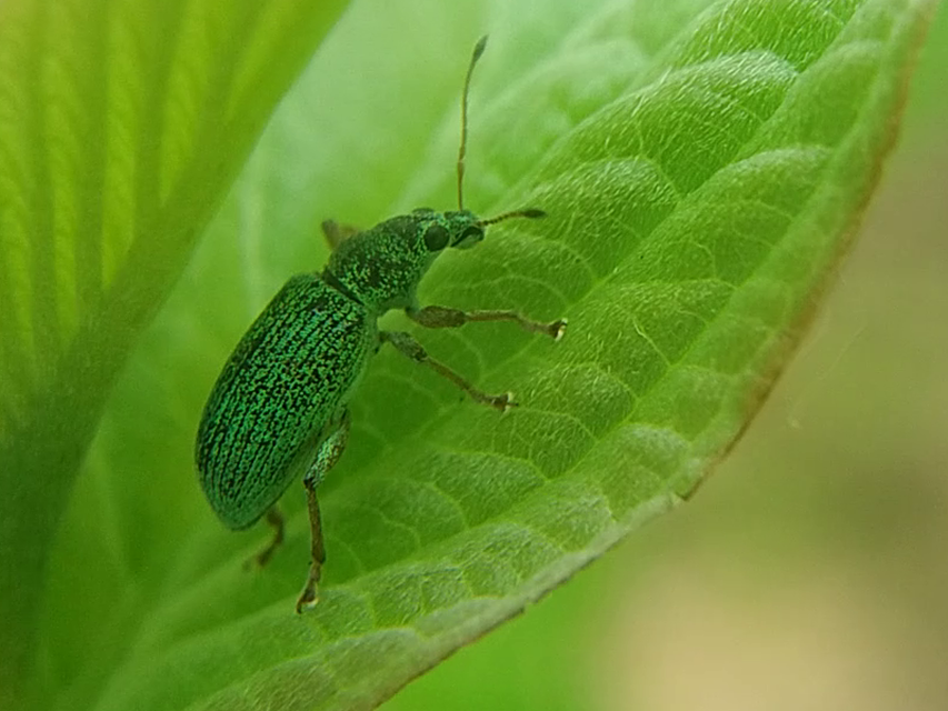 Polydrusus formosus - selymes lombormányos