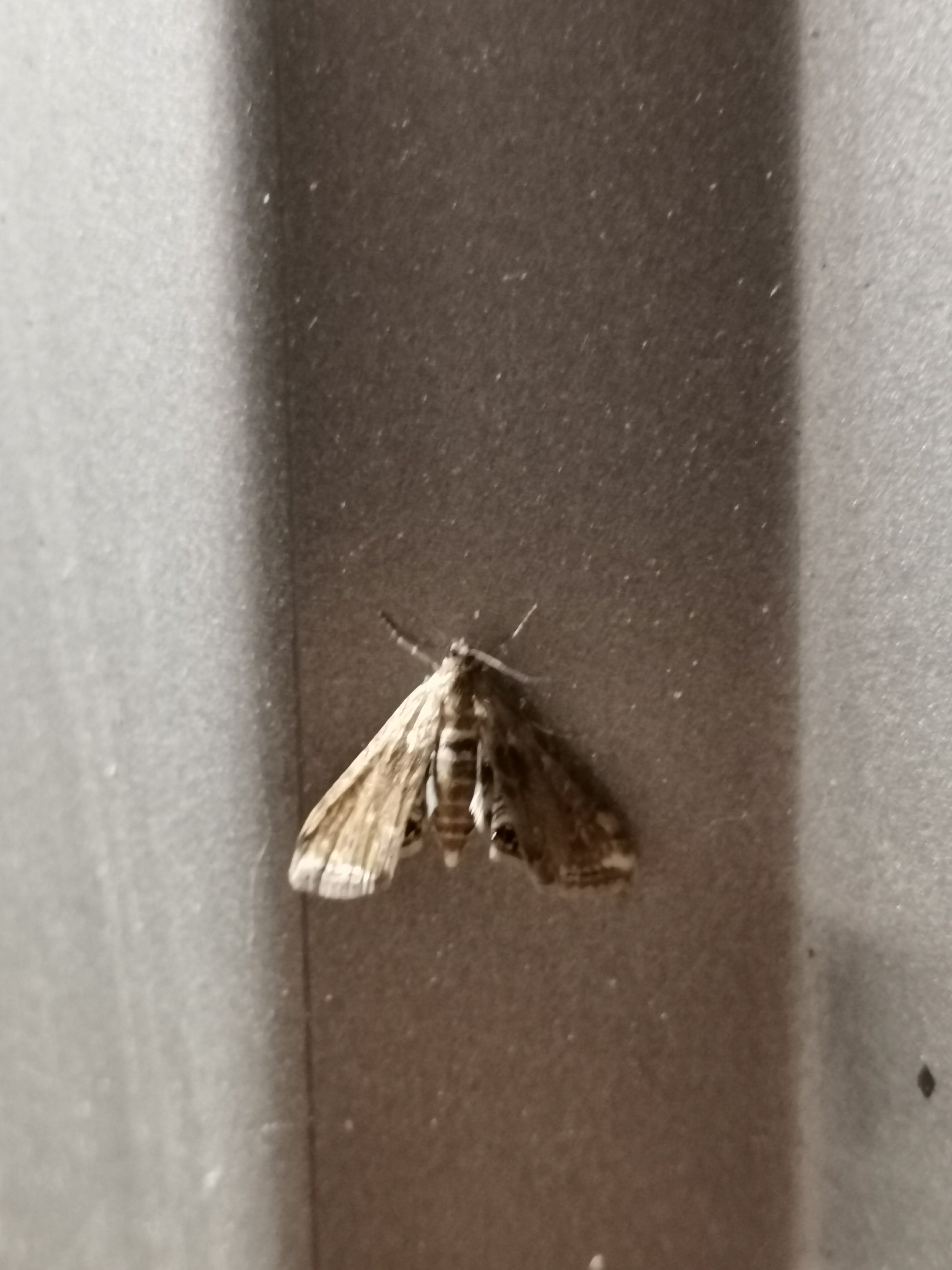 Cataclysta lemnata - békalencsemoly