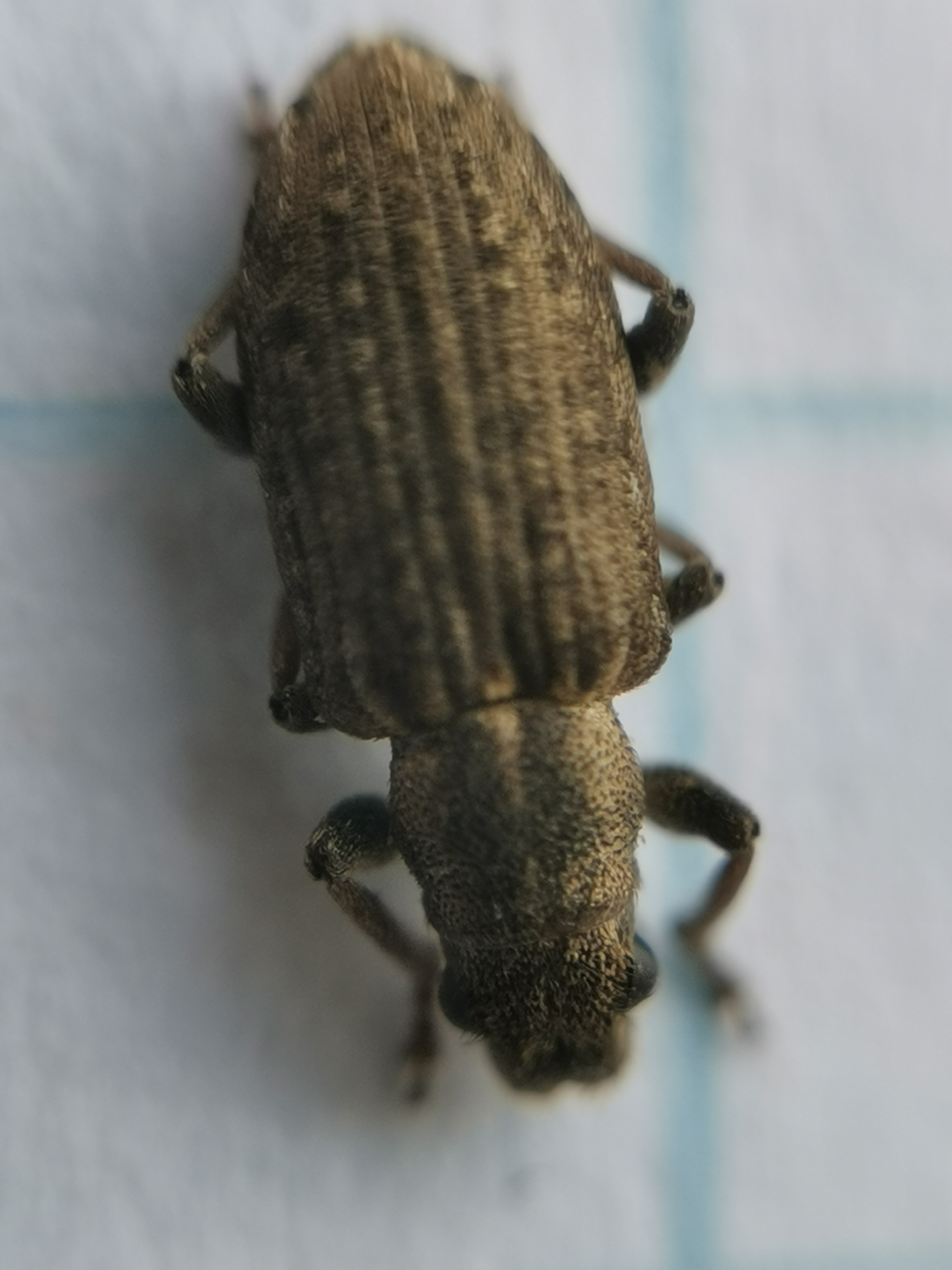 Sitona callosus - szempillás csipkézőbogár