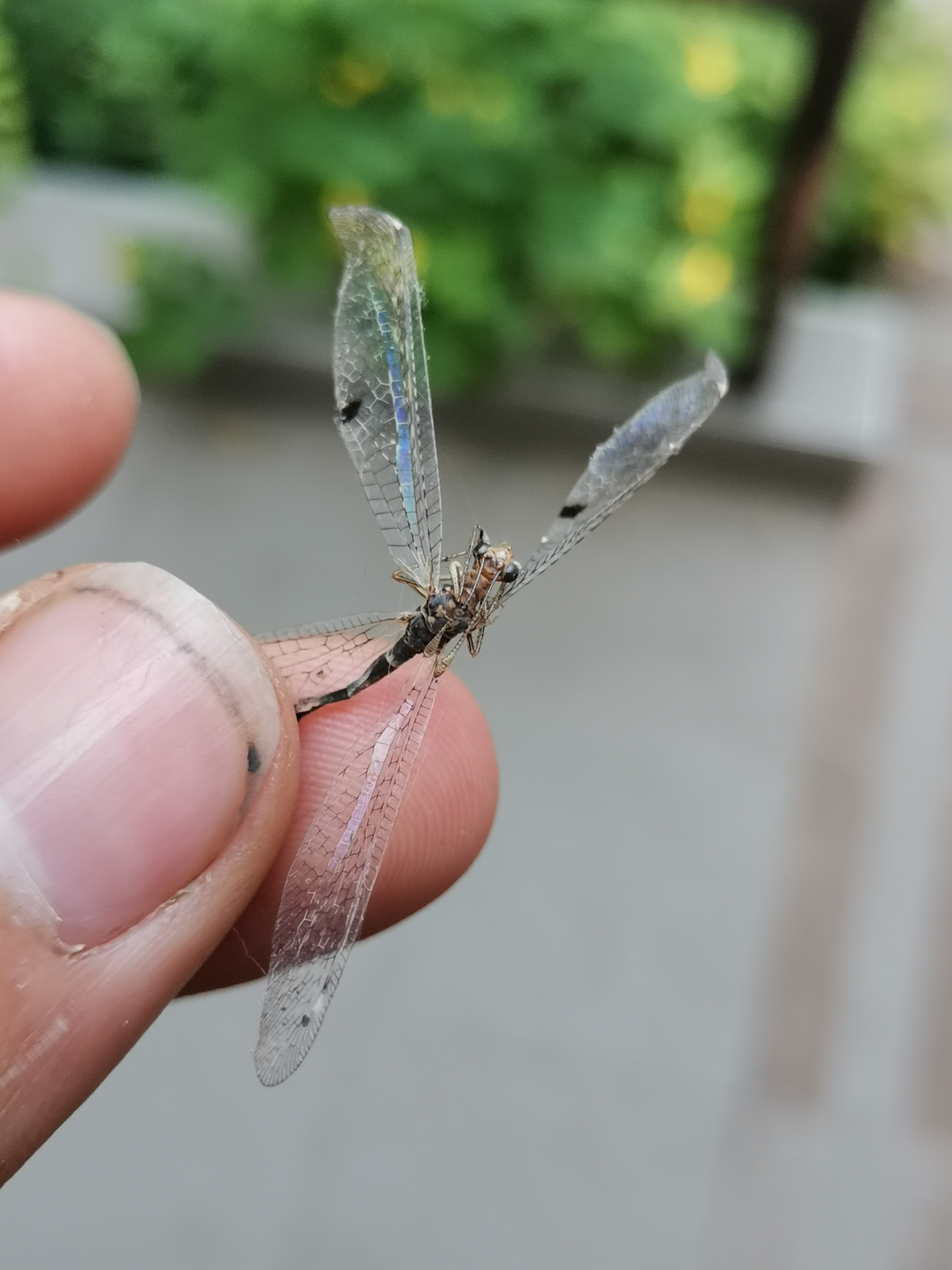 Megistopus flavicornis - kétfoltos hangyaleső