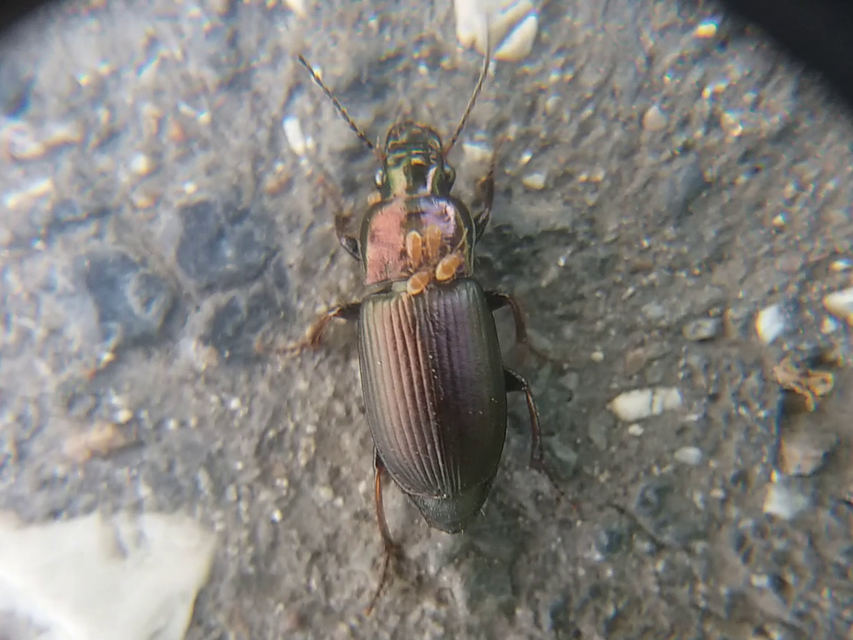 Harpalus distinguendus - mezei lomhafutó