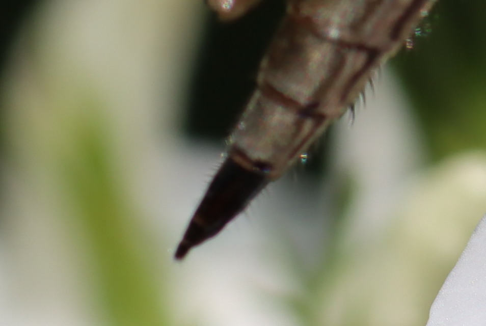 Tolmerus cingulatus