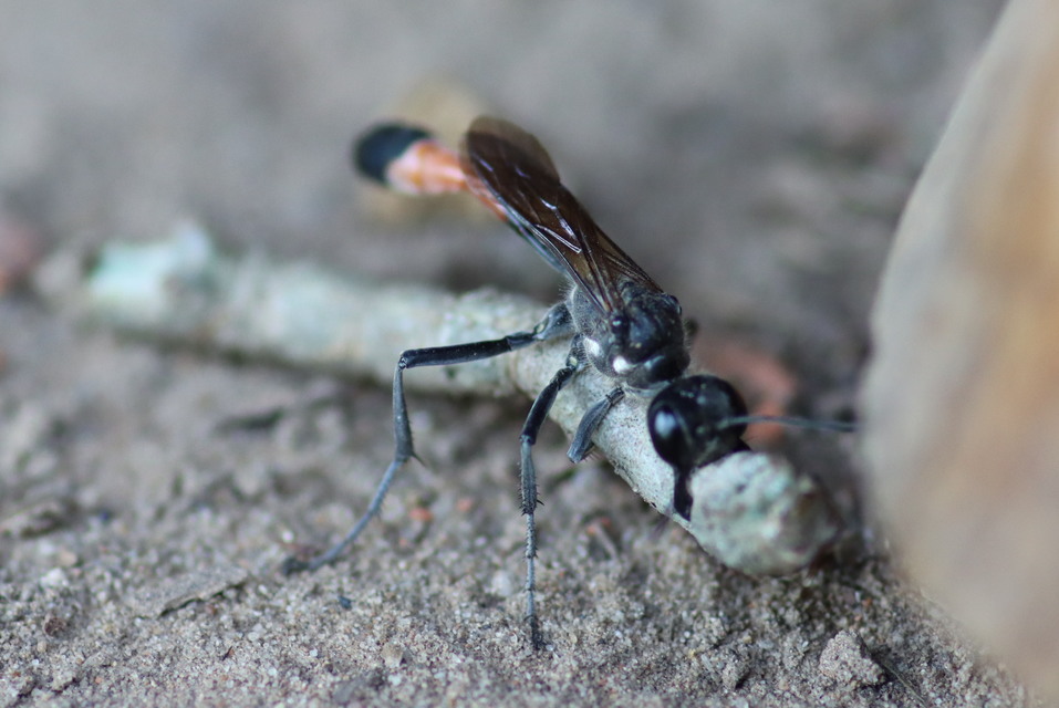 Ammophila