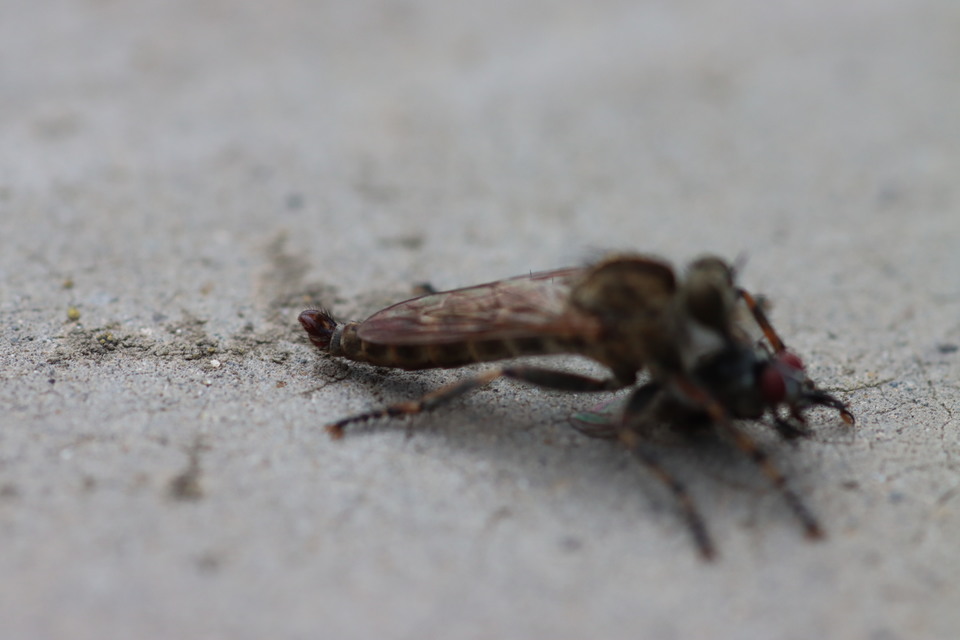 Tolmerus cingulatus