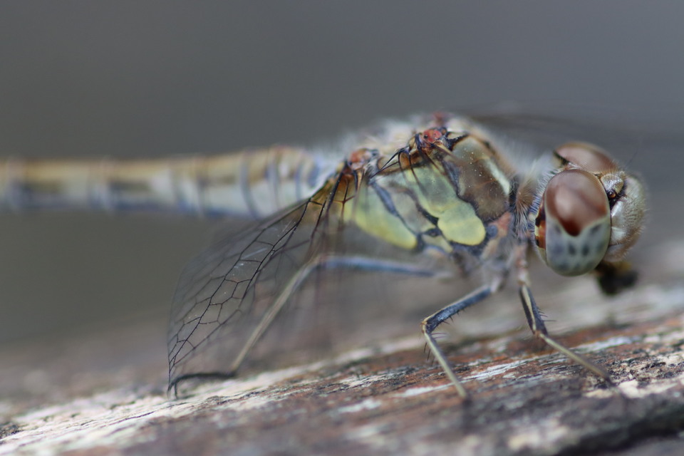 Sympetrum striolatum - harántsávos katona-szitakötő