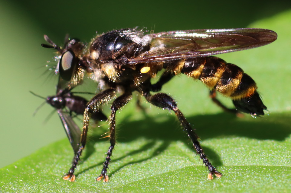 Choerades fimbriata/fulva
