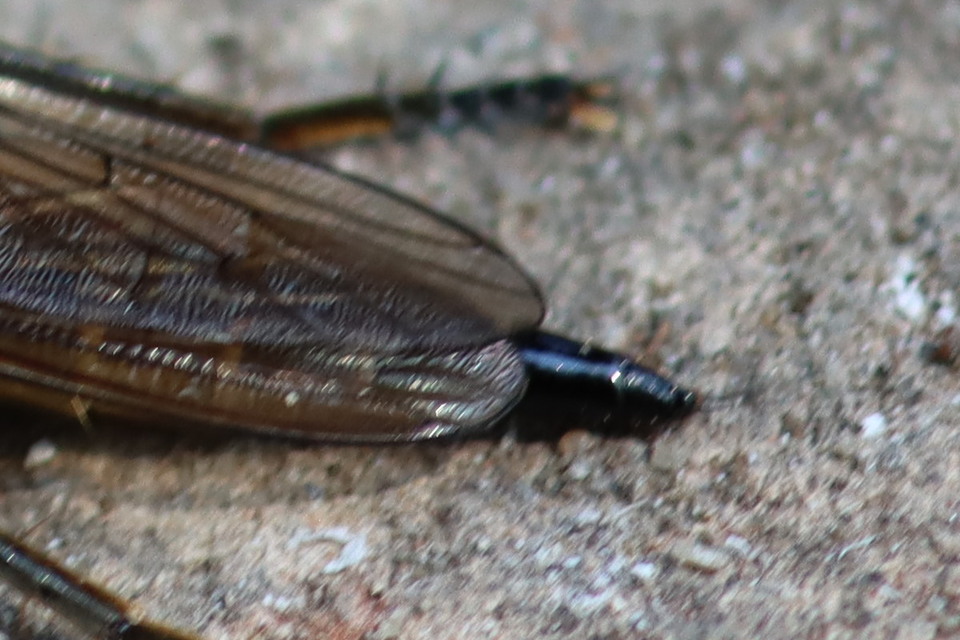 Philonicus albiceps
