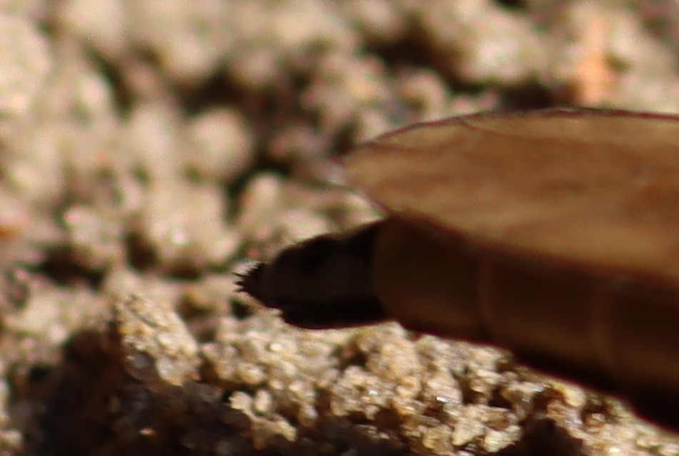 Philonicus albiceps