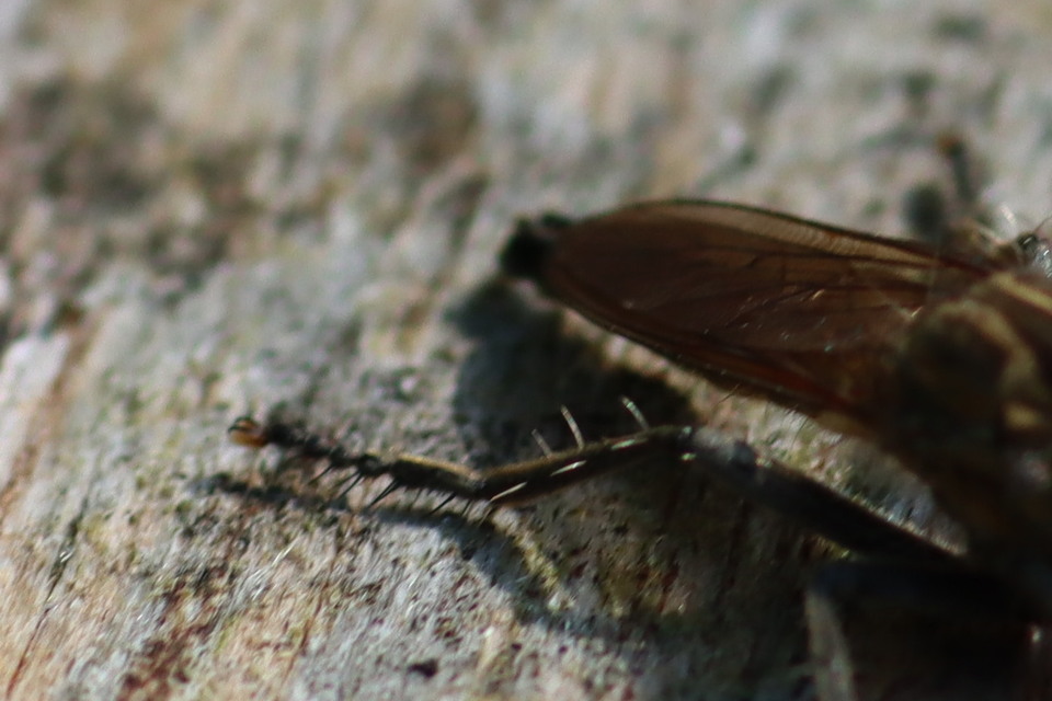 Philonicus albiceps