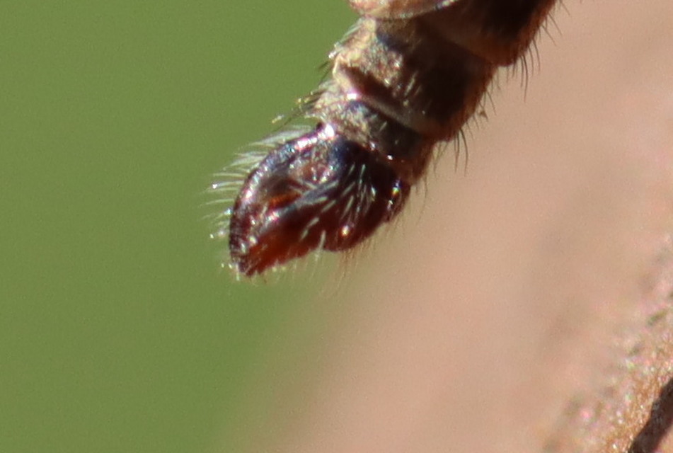 Tolmerus cingulatus