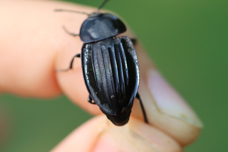 Silpha carinata - karimás dögbogár