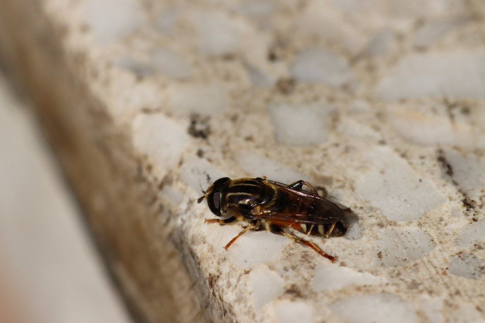 Merodon