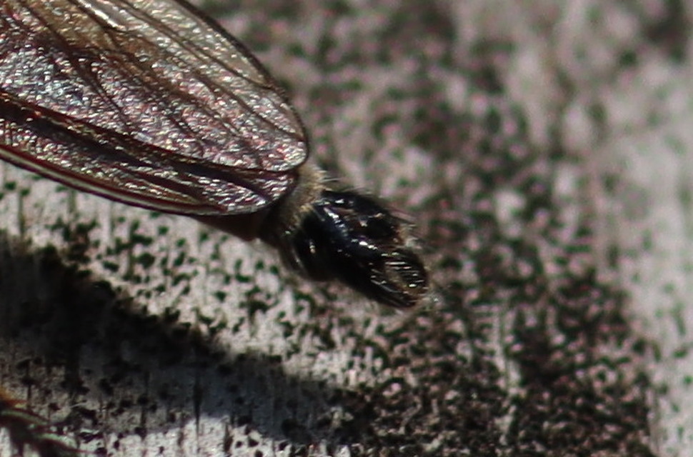 Philonicus albiceps