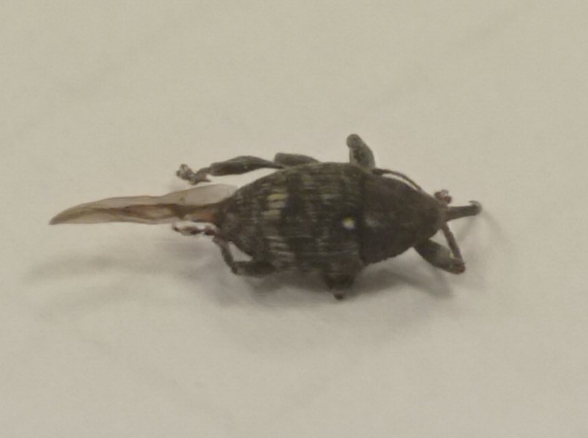 Curculio villosus - gubacslakó zsuzsóka