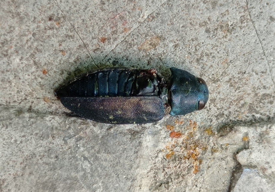 Phaenops cyanea - kék fürgedíszbogár