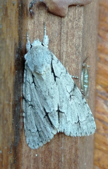 Acronicta cuspis/tridens/psi